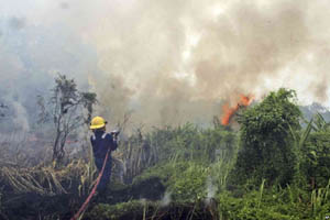 Hutan Terbakar, Dua Kota di Riau Diselimuti Kabut Asap